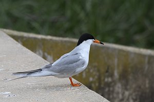 Tern, Forster's, 2018-05305267 Forsythe NWR, NJ